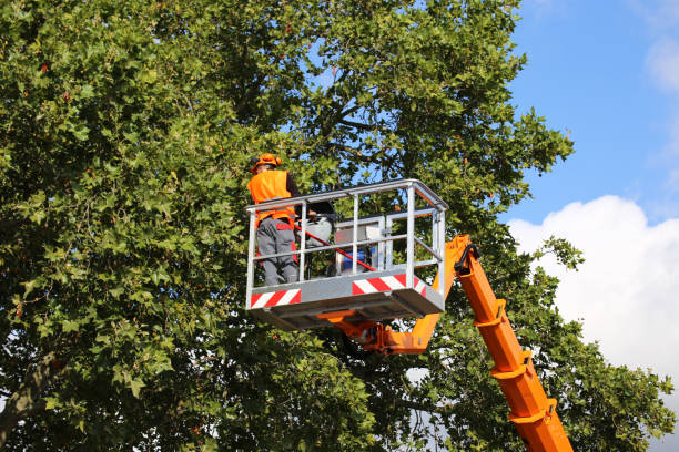 Professional Tree Removal and Landscaping Services in Middleburg, FL